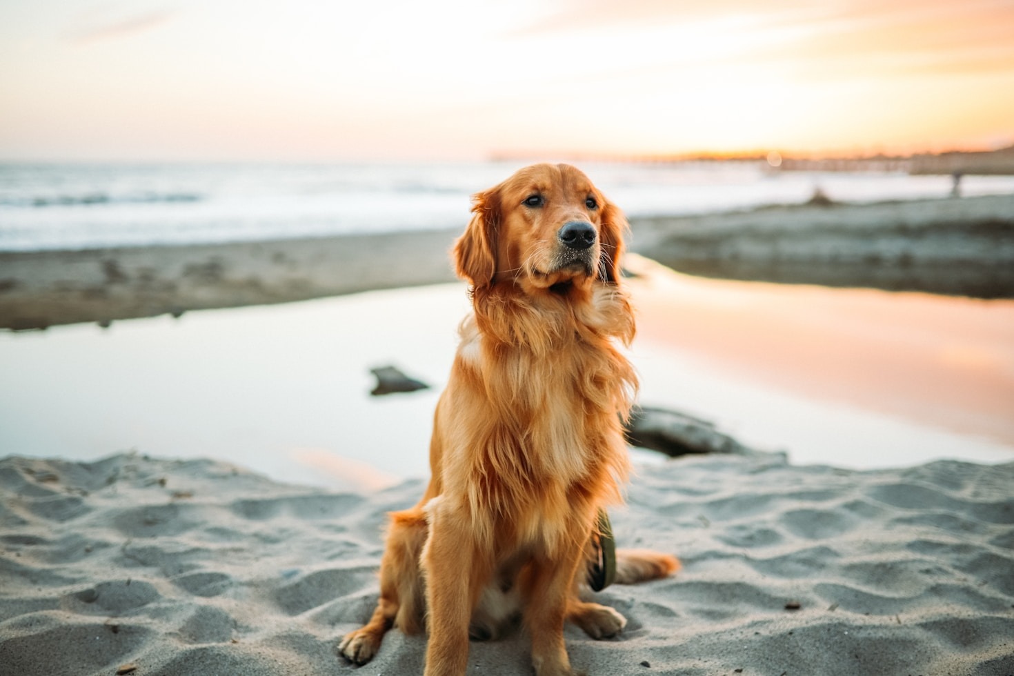 Razones para enamorarte de un Golden como Nico